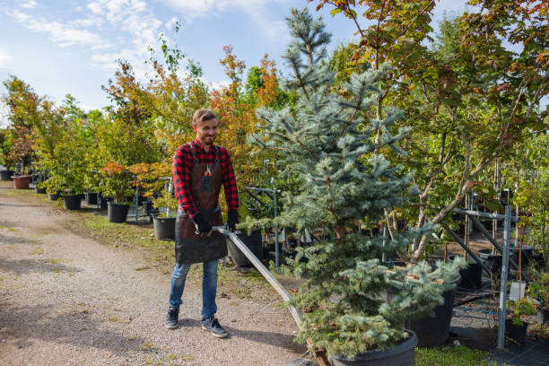 Reliable Rice Lake, MN Tree Service Solutions